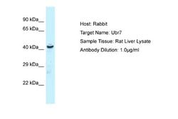 UBR7 Antibody, Novus Biologicals 100 &mu;L; Unconjugated:Antibodies, Polyclonal